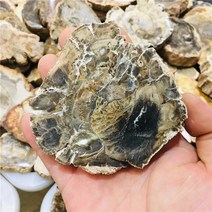 수석 천연석천연 크리스탈 석영 화석 원시 돌 표본, 한개옵션0