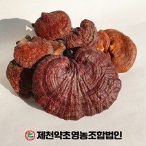 자연산 영지버섯 500g 제천약초영농조합, 1, 500