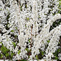 충주원예조경 / 조팝나무/ 80cm / 10주, 주