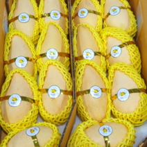 [달달쫀득] 항공직송 고당도 망고 태국망고 골드망고, 1개, 망고 700g (2과)