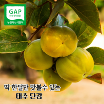 [신선하루] 프리미엄 고당도 햇 태추 단감 아삭한 배식감 딱한달 수확 한정수량, 1개, 5kg(22과내외)