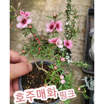 매화꽃-호주매화 핑크/겨울에 피어나는 꽃 매화의 꽃말은 기품 품격