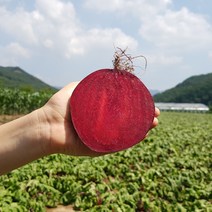 FRESH 국내산 무농약 유기농 비트, 1박스, 3kg