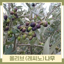 올리브나무 묘목 레씨노 5치포트 1개