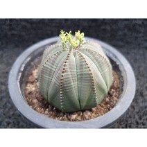 봄의정원 오베사