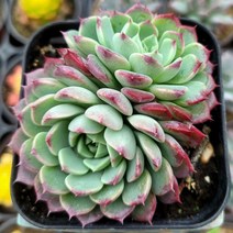 반짝반짝 예쁜 반려식물 8종, 4번 [ 사라히메 ]