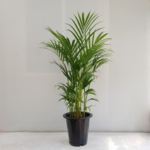 온누리농원 아레카야자 중대형 공기정화식물 반려식물 크기 120cm 이상