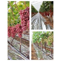 사과 반사필름 농장 과일 농업용 반사지 포도 은박지, 구멍있음, 1.5m, 100m