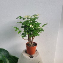 실내공기정화식물 무늬녹보수 중품 30-55cm 149