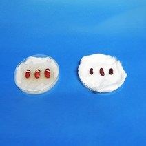 사이언샵 씨가싹트는조건(1인세트)/식물의한살이/발아환경