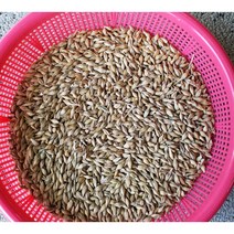 분당밀싹농장 보리씨앗3kg 보리밭 보리새싹, 3kg, 1개