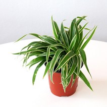 마이플랜트 [마이플랜트]나비란 나비란 공기정화식물 키우기쉬운 무늬난 실내관엽식물, 선택완료, 나비란(소형)