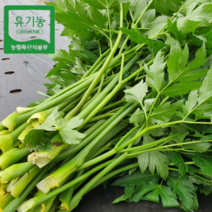 강원도 원주 유기농 무농약 케일 공심채 신선초 샐러리 궁채 1kg 2kg 먹는법 즙용 녹즙재료, 유기농 신선초, 1개