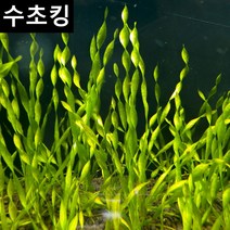 수초킹 초보수초 스크류 발리스네리아, 6개
