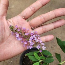 봄바람가든 붓들레아 핑크딜라이트 ﻿10cm포트 꼼꼼한포장 야생화