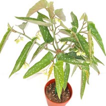 타마야 베고니아 중품 실내 키우기쉬운 거실 식물 화분 화초 꽃 나무 묘목, 단품