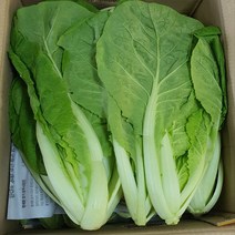 싱싱한 당일작업 얼갈이 배추 4kg, 1box, 얼갈이배추4kg내외, 얼갈이배추 4kg내외