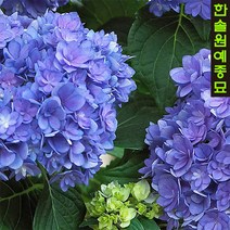 산수국(별수국/가마쿠라수국/투게더) 7치포트, 05. 데어데블 C2포트