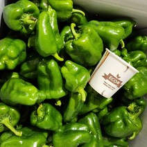 국내산 백산상회 청피망 보통 10kg, 1박스