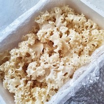 GAP인증 친환경 자연으로만든 꽃송이버섯 500g