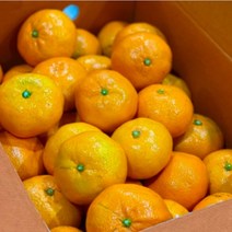 제주 하우스 감귤 2kg 3kg 5kg 제주도 당도선별 노지 타이백 감귤, 5kg(중과)