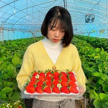 <선물용 1위> 쏘스윗 설향딸기, 1개, 대 (30구 750g내외)” class=”wr-img”></a></div>
</div>
</div>
</div>
<div class=