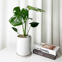 몬스테라 화분 키우기 실내공기정화식물 키우기쉬운식물, 04_몬스테라 화이트 모던SET, 1개