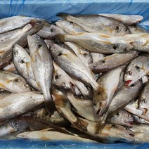 [새벽경매] 제주 백조기 조기 식당용 생조기 보구치, 생물 백조기 중 4kg(20~24마리)