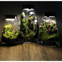 비바리움 이끼 키우는 컵 테라리움 내방의 작은숲속, 포레스트1