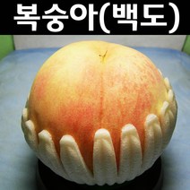 복숭아(경봉/백도) 접1년(특) 뿌리 1개/나무 묘목/과실수/유실수
