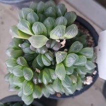 [수암다육] 자옵투사 랜덤발송 Haworthia cymbiformis var. obtusa 랜덤발송 다육 다육이 다육식물 087