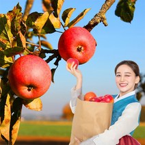 욜케이유 부사 꿀 사과 맛있는 정품 못난이 주스용 가정용 흠집 경북 충주 거창, 가정용 소과 22-24과 5kg