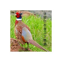 오리목뼈 5kg 소힘줄 소떡심 소간 울대 수제간식 도매, 꿩고기1kg내외 2마리 장끼 닭고
