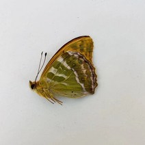 오리지널 나비 진짜 표본 날개 펴지 않은 곤충 나비목 과학 교육 수제 DIY 홈장식 홈데코 동상, 18