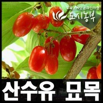 산수유나무 / 실생2년 / 1등묘 / 10주 묘목 도시농부