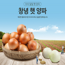 (동이농산 )23년 햇 양파 중 소(혼합) 5kg, 중+소5kg