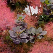 묘목/로얄퍼플(자엽안개나무)접목 1년/2주묶음 KJ2063