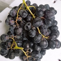 칠레 씨없는 블렉포도 (품종 블렉이니어) 3kg