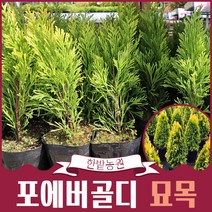 포에버골디 묘목 화분묘 웨스턴서양측백나무 신품종 최고급조경 울타리 원예 담장 아파트정원수 상록수