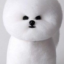 비숑 위그털, 1개