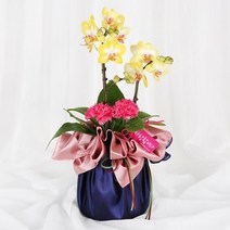 전국당일도착 카네이션 꽃바구니 생화 화분 꽃다발 선물 어버이날 스승의날 당일 꽃배달 서비스 (99플라워), 39.[H470]-사랑의마음호접(서울만배송)