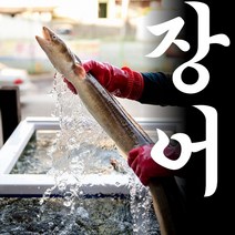 직접잡은 자연산 최상급 통영 흑산도 손질 바다 장어 특대 사이즈 구이 구이용 순살 붕장어 아나고 소스 증정 1kg 2kg 포장 양념장 소스, 대장어 1kg