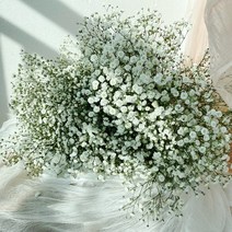 솜리플라워 안개꽃 반단 한단 셀프웨딩 촬영 꽃배달싼곳 돌상 기념일 꽃배달싼곳
