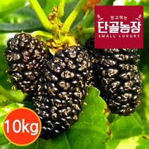 [프레시데이] [단골농장] 내장산 토종 오디 생과 정품 10kg (급냉), 상세 설명 참조, 상세 설명 참조