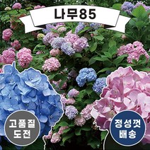 (나무85) 수국 엔들레스썸머 14종 시리즈, 10.썸머러브 핑크C2 화분