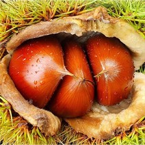 2022 달달하고 맛있는 부여 햇밤 특4kg 특2kg