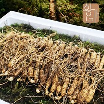 장터창고 황가네산양산 삼산양산삼 산양삼 장뇌산삼 장뇌삼 산삼 못난이산양삼 황가네산양산삼, 황가네 못난이삼 100g