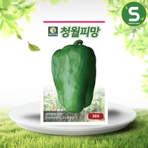 솔림텃밭몰 청월피망고추씨앗 30립 피망고추씨앗 다수확품종, 단품