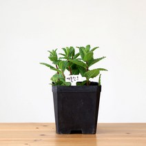 애플민트 식용허브 화분, 단품
