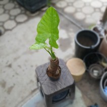꽃백화점 알로카시아 중대품 30~60cm 89